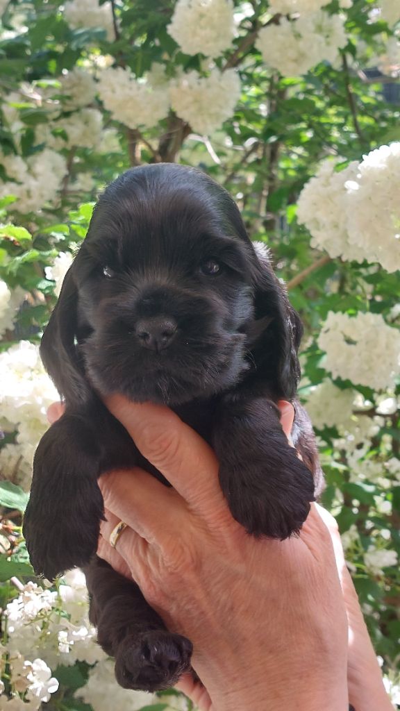 Du Bois Des Bruyères De Danzé - Chiots disponibles - Cocker Spaniel Anglais