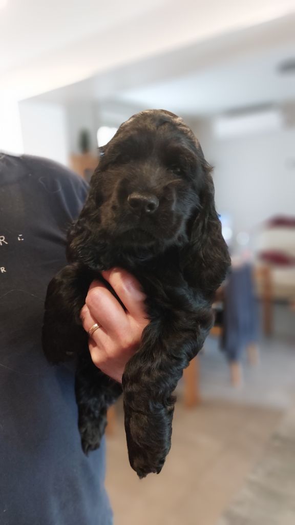 Du Bois Des Bruyères De Danzé - Chiots disponibles - Cocker Spaniel Anglais