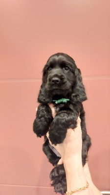 CHIOT 7