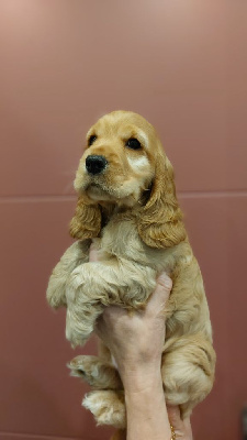 CHIOT 2