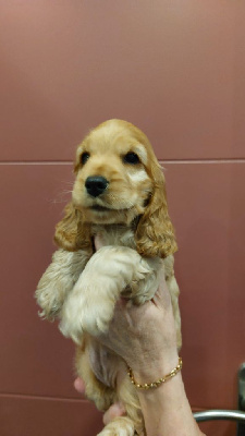 CHIOT 3