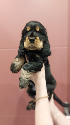 CHIOT 6