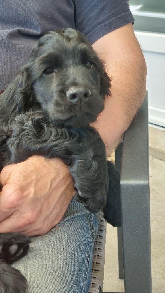 Achille 