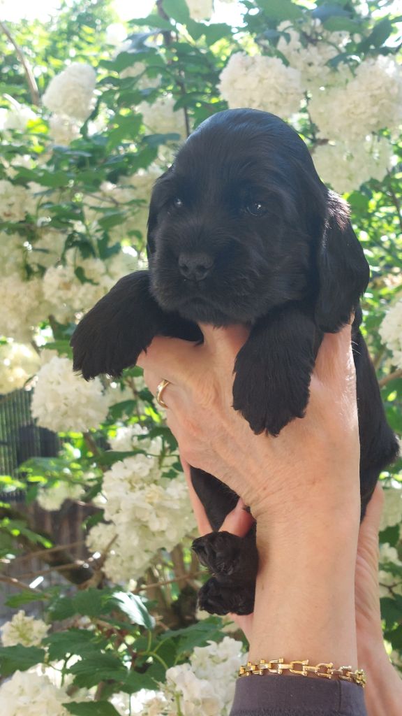 Du Bois Des Bruyères De Danzé - Chiots disponibles - Cocker Spaniel Anglais